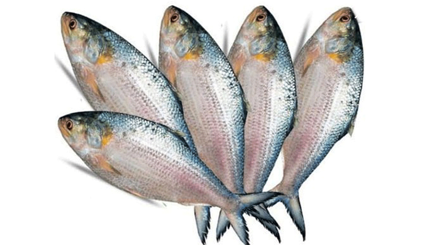 বিসিএস (মৎস্য) ক্যাডার ৩০০টি গুরুত্বপূর্ণ ভাইভা উপযোগী প্রশ্ন ও বিস্তারিত উত্তর